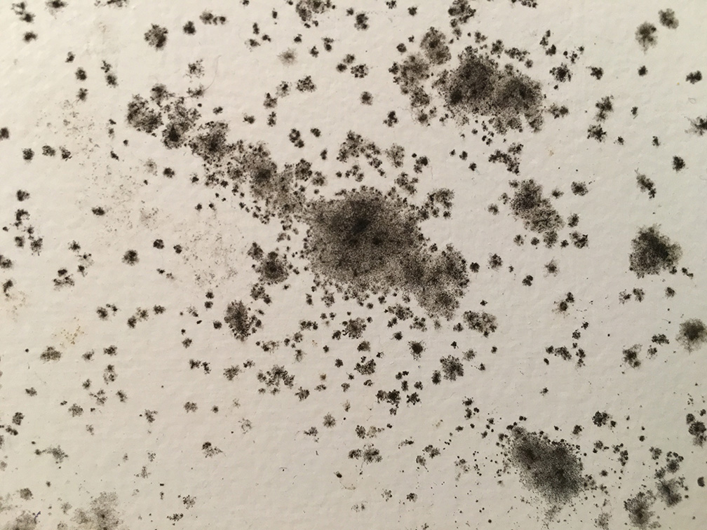 Mold Cleanup San Francisco