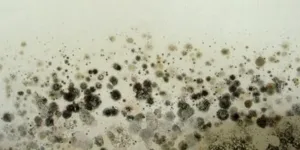 Close-up of toxic black mold (Stachybotrys chartarum) on a damp wall during a San Francisco home inspection.
