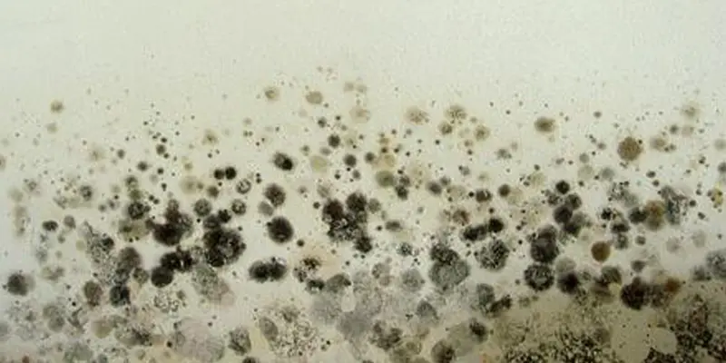 Close-up of toxic black mold (Stachybotrys chartarum) on a damp wall during a San Francisco home inspection.